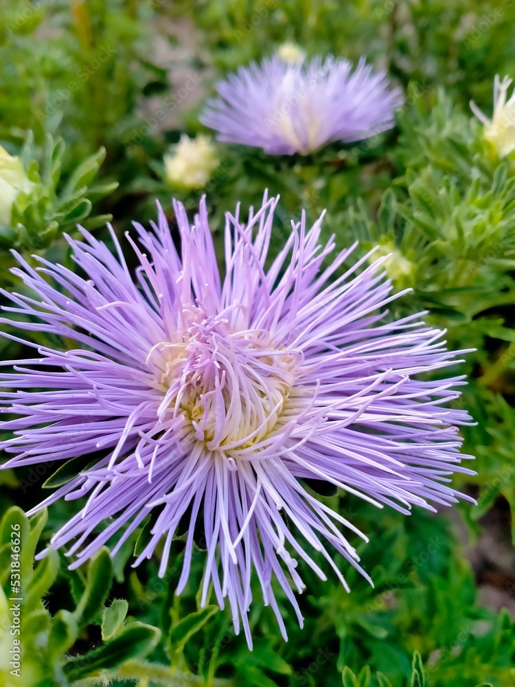 Obraz premium lilac needle aster