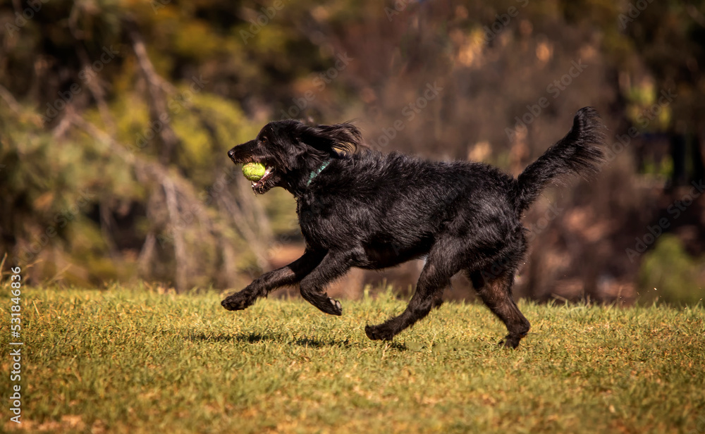 Black dog chasing after a ball while playing fetch at a park Black dog chasing after a ball while playing fetch at a park