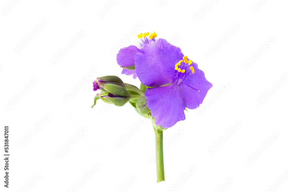 purple flowers of Tradescantia isolated on a white background