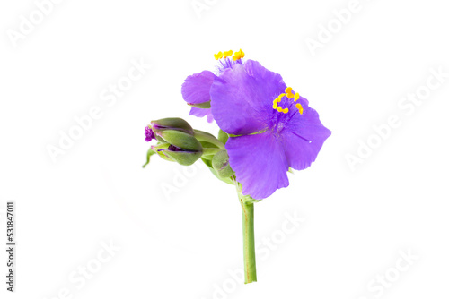 Fototapeta Naklejka Na Ścianę i Meble -  purple flowers of Tradescantia isolated on a white background