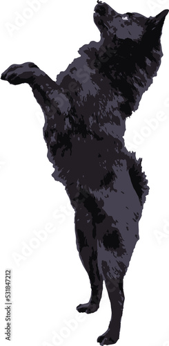Fototapet Dog of breed called schipperke stands on its hind legs