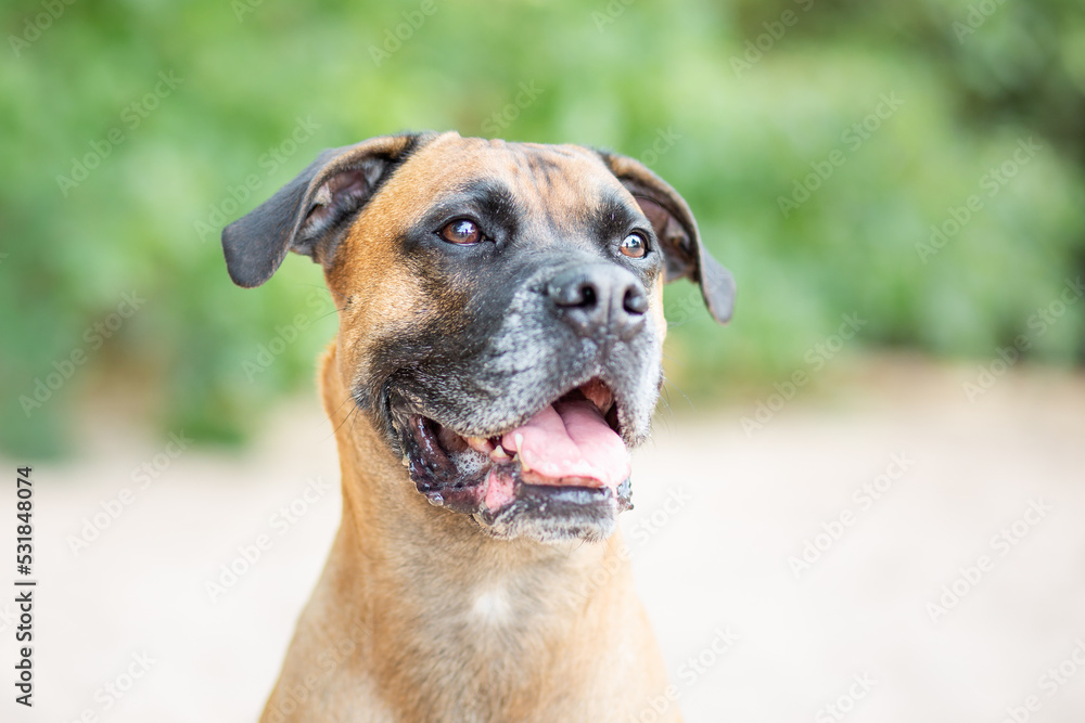 boxer dog portrait in sand nature boxer dog portrait in sand nature