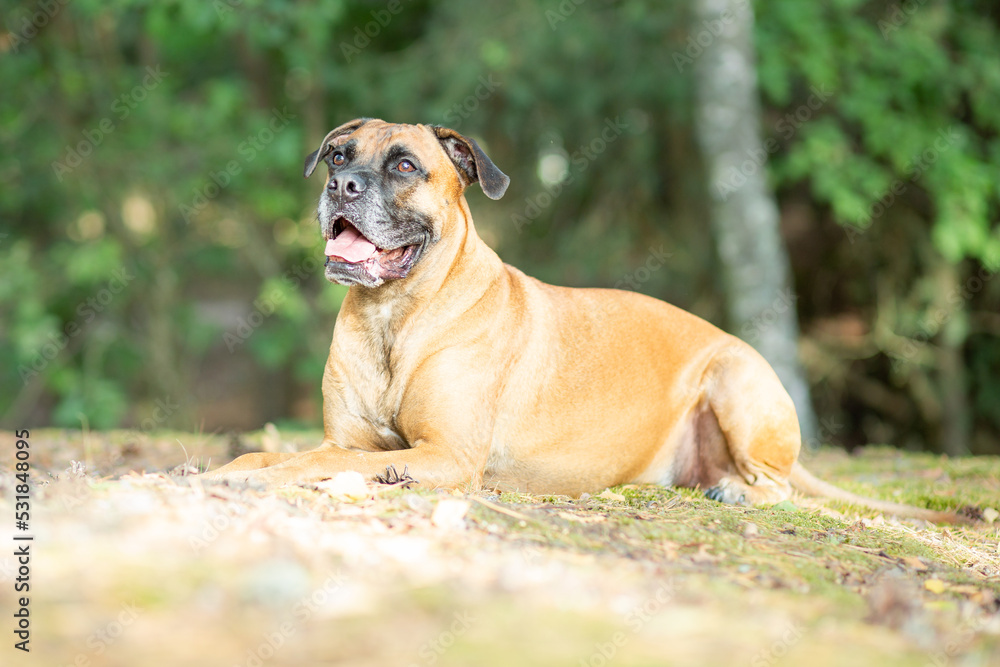 boxer dog portrait in sand nature