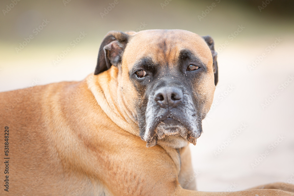 boxer dog portrait in sand nature