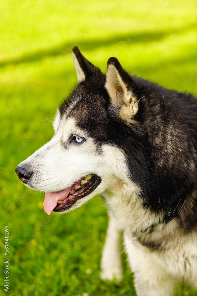 Siberian Husky with blue eyes closeup photo.