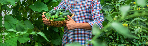 A man holds a harvest of cucumbers in his hands. Selective focus.
