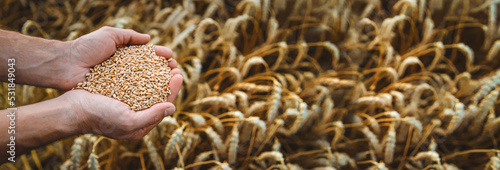 Fotografie A man farmer holds wheat grain in his hands in a wheat field