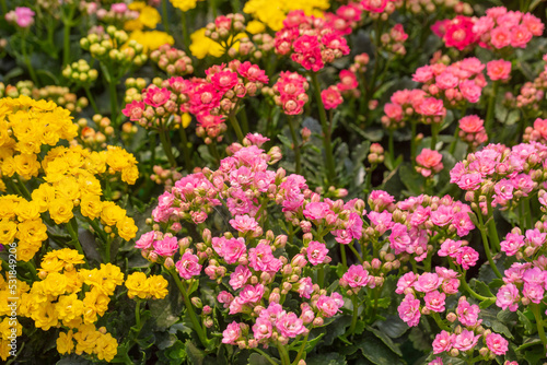Colorful kalanchoe blossfeldiana spring outdoor flowers 