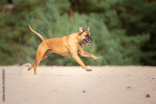 boxer dog running playing in sand nature