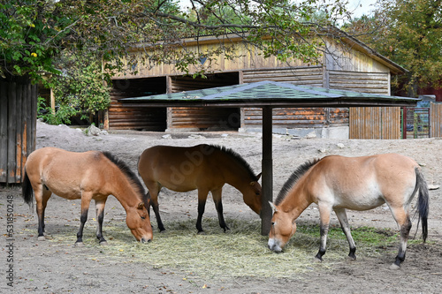 Przewalski's horses eat grass at the farm 