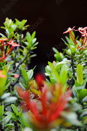 Pesona Khayangan, Depok, Indonesia – August 29, 2022: Ixora coccinea also known as jungle geranium, flame of the woods or jungle flame or pendkuli. With blured background, light bokeh background. photo