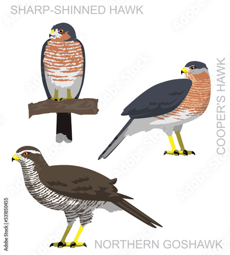 Cute Bird Falconry Accipiter Goshawk Set Cartoon Vector