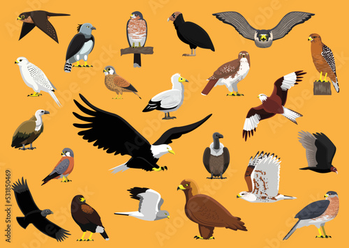 Bird of Prey Characters Hawk Eagle Vulture Falcon Cartoon Vector Illustration