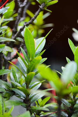 Pesona Khayangan, Depok, Indonesia – August 29, 2022: Ixora coccinea also known as jungle geranium, flame of the woods or jungle flame or pendkuli. With blured background, light bokeh background. photo