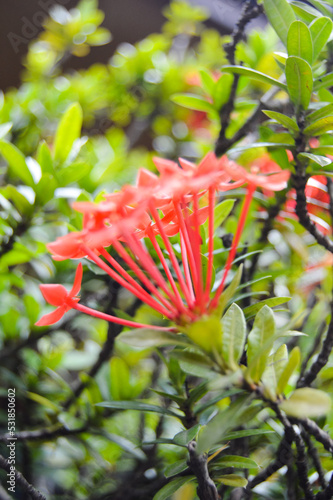 Pesona Khayangan, Depok, Indonesia – August 29, 2022: Ixora coccinea also known as jungle geranium, flame of the woods or jungle flame or pendkuli. With blured background, light bokeh background. photo