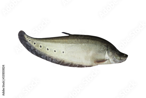 Spotted knifefish or chitala ornata isolated photo