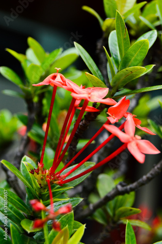 Pesona Khayangan, Depok, Indonesia – August 29, 2022: Ixora coccinea also known as jungle geranium, flame of the woods or jungle flame or pendkuli. With blured background, light bokeh background.
