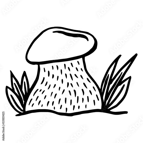 Mushrooms boletus set. Vector illustration of mushrooms on white background. Hand drawn style