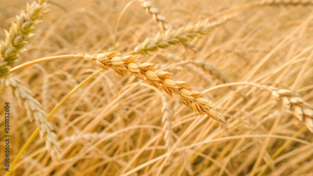 Golden ripe ears of wheat in wheat field Golden ripe ears of wheat in wheat field
