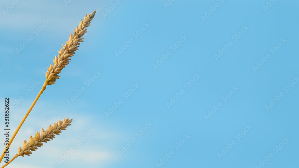 Golden ears of wheat against the background of the blue sky with place for text Golden ears of wheat against the background of the blue sky with place for text