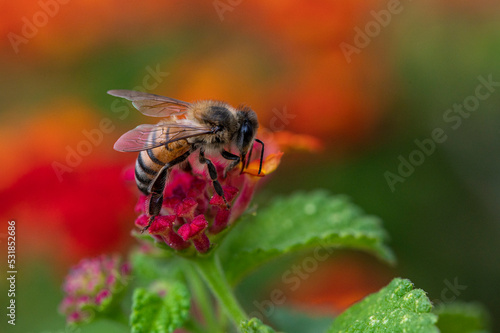 Bee collecting pollen from a flower Macro shot