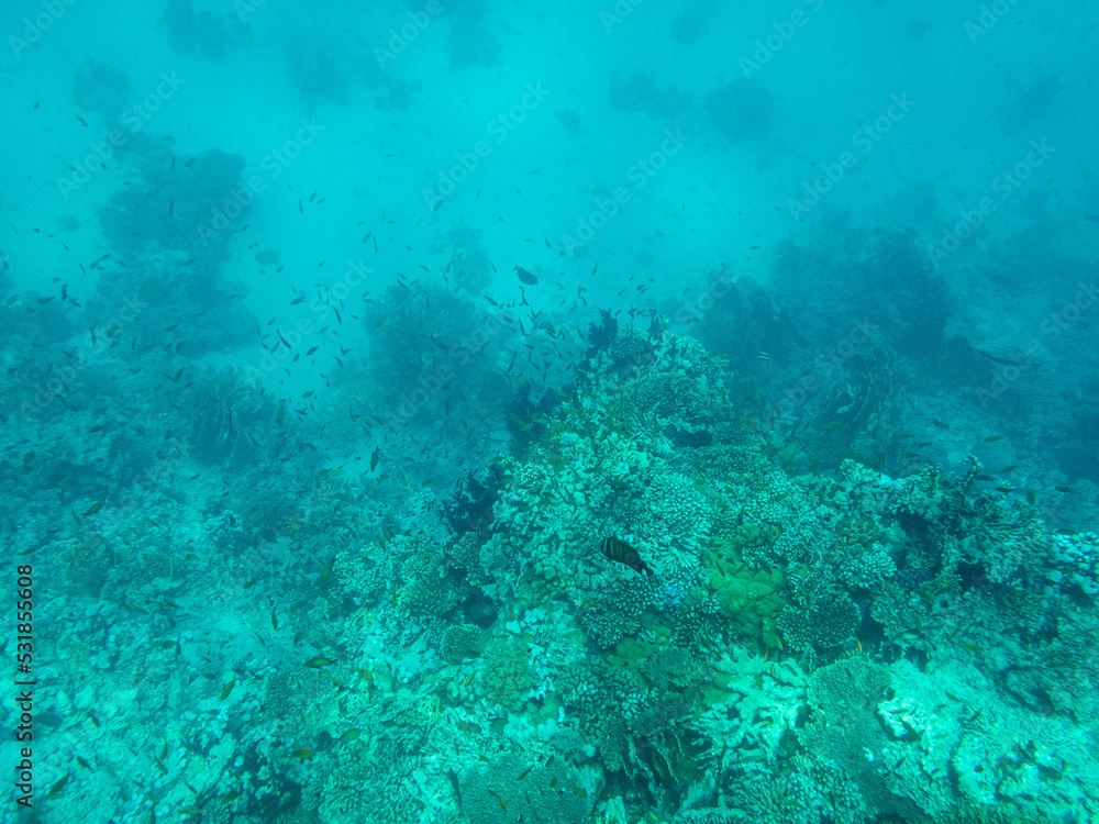 Fototapeta premium Corals and algae underwater in Red sea