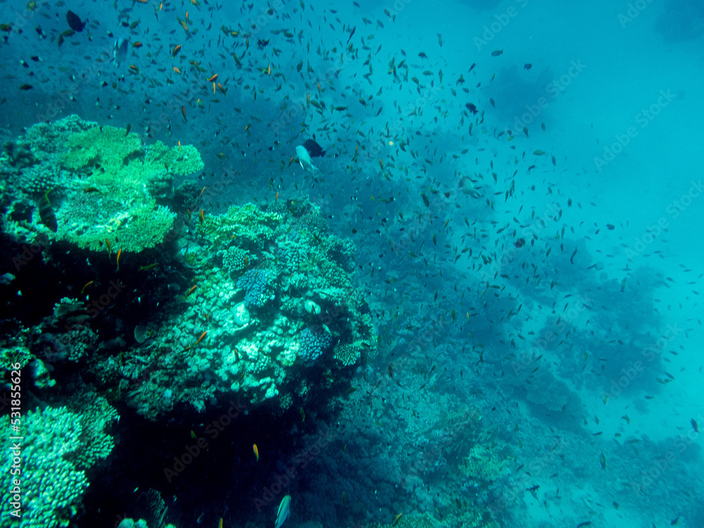 Fototapeta premium Corals and algae underwater in Red sea