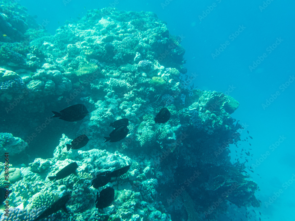 Corals and algae underwater in Red sea
