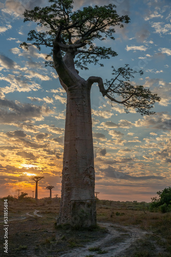 Wallpaper Mural Beautiful Baobab trees at sunset at the avenue of the baobabs in Madagascar Torontodigital.ca