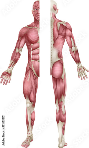 Human body muscles shown from the front and back anatomy or medical anatomical diagram illustration.