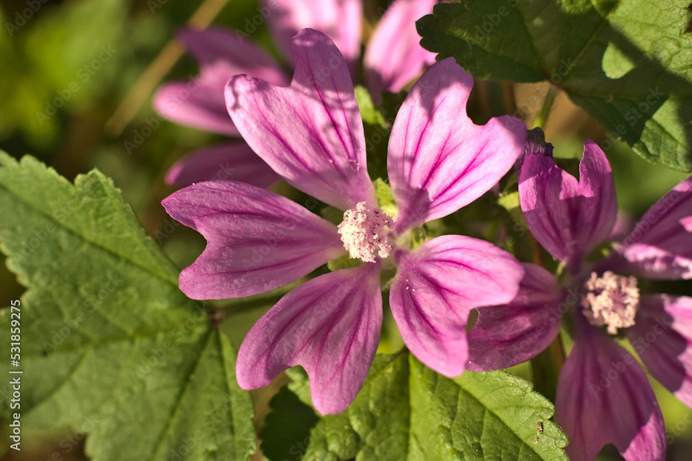 Purple flower in the meadow in the sunshine. Purple flower in the meadow in the sunshine.