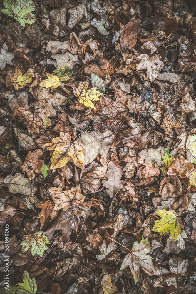 Carpet of autumn fallen leaves in a forest of different colors - yellow, brown, dry leaves, forest floor in October Carpet of autumn fallen leaves in a forest of different colors - yellow, brown, dry leaves, forest floor in October