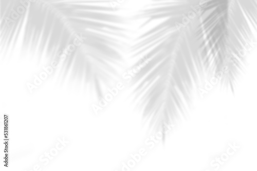 Abstract gray shadow background of natural palm leaves falling on white concrete wall texture with cracked line for background and wallpaper, black and white monochrome tone.