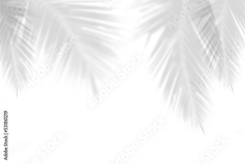 Abstract gray shadow background of natural palm leaves falling on white concrete wall texture with cracked line for background and wallpaper, black and white monochrome tone.