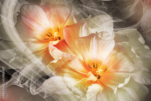 Yellow tulips. Floral background. Flowers in curls of smoke. Close-up. Nature.