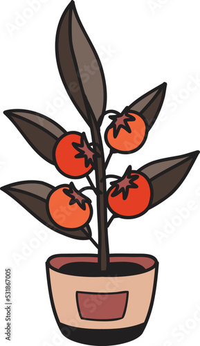 Hand Drawn Tomatoes planted in pots illustration