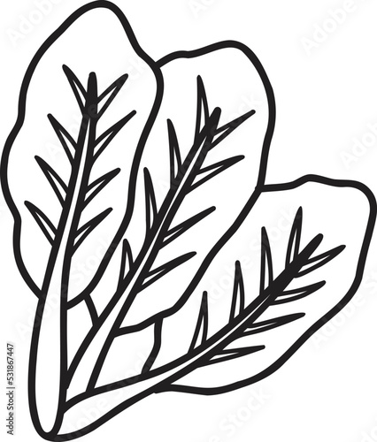 Hand Drawn Kale illustration