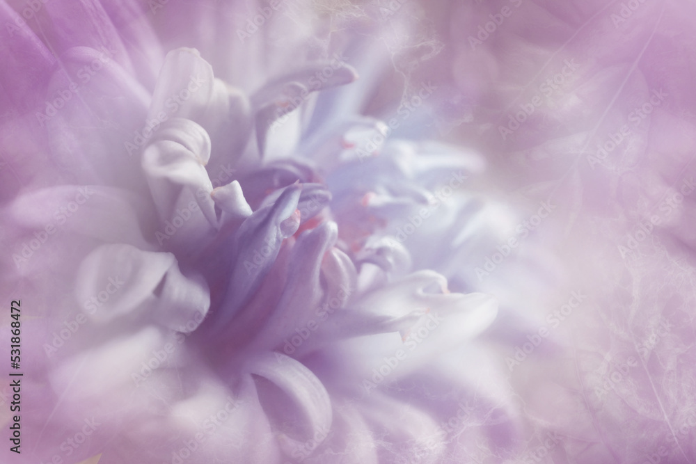 Blurred chrysanthemum flower with soft focus. A flower on a light foggy background. Close-up. Nature.Close-up. Nature.