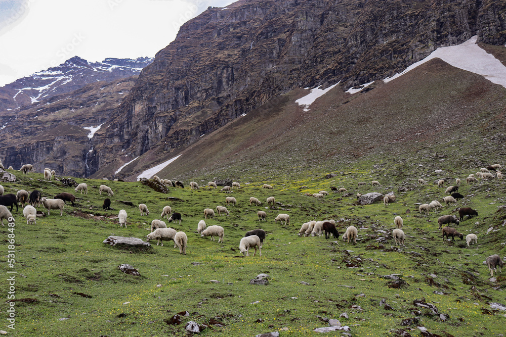 Sheep eating grass on the meadows of himalayan mountain