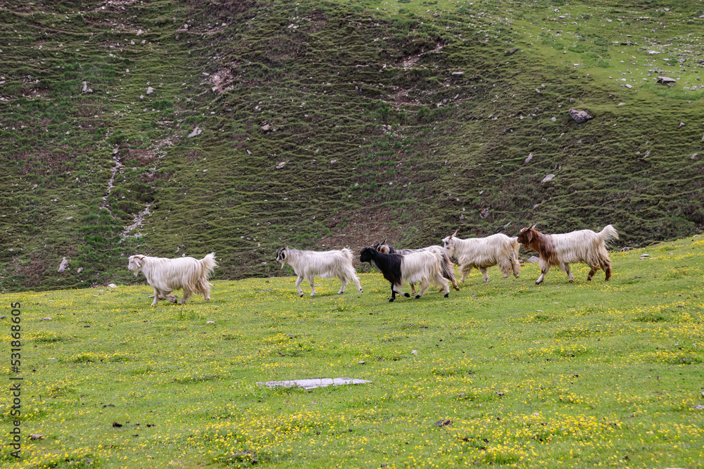 Sheep eating grass on the meadows of himalayan mountain Sheep eating grass on the meadows of himalayan mountain