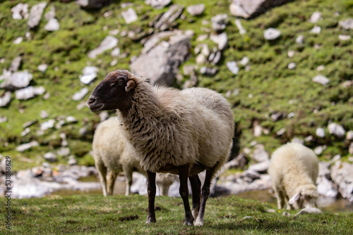 Himalayan sheep roaming in mountains on grass