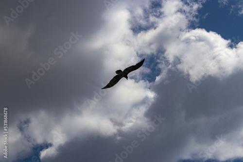 Golden eagle flying against the cloudy sky