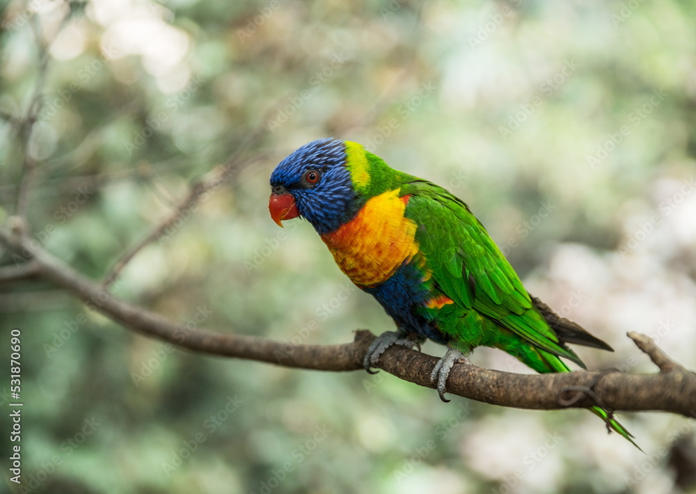 Coconut lorikeet or colorful parrot sitting on a branch.