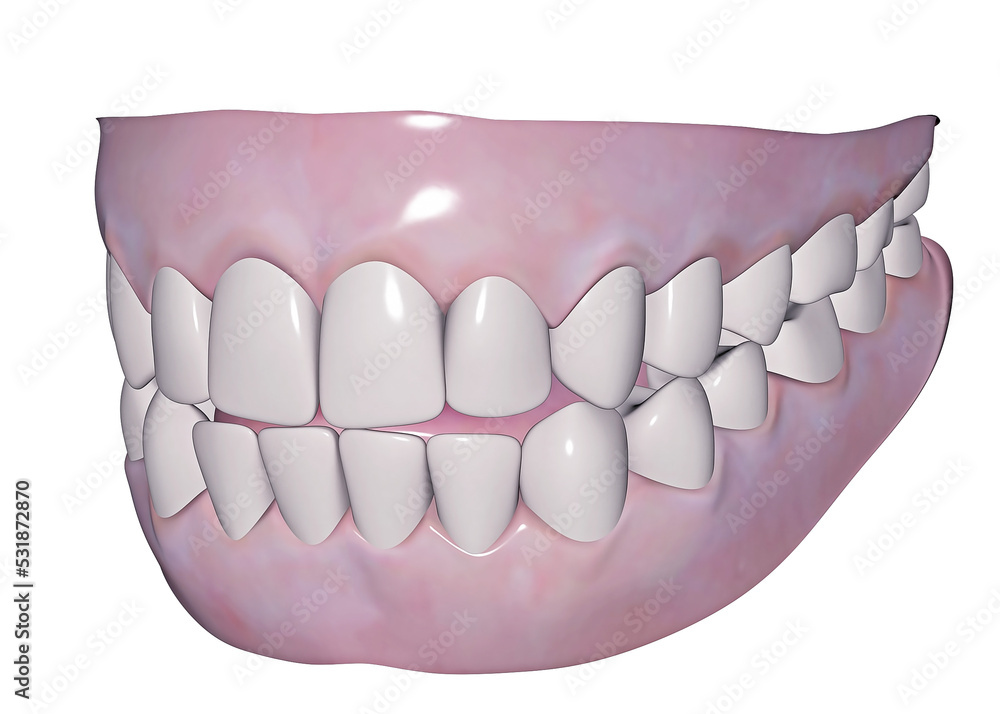 Dentatura umana superiore e inferiore Dentatura umana superiore e inferiore