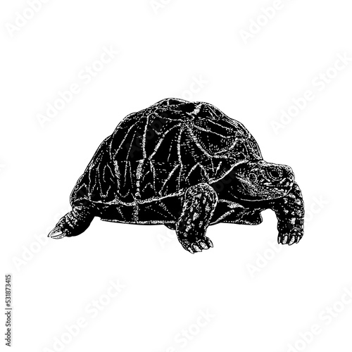 Indian Star Tortoise hand drawing vector illustration isolated on background