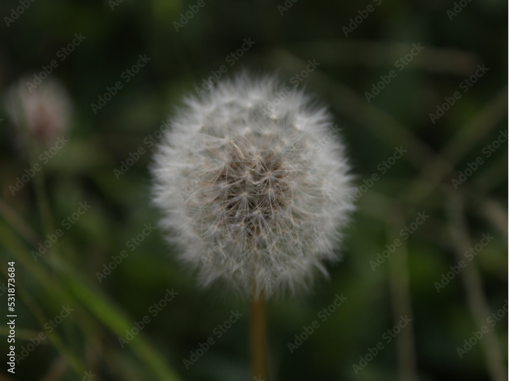 dandelion on green background