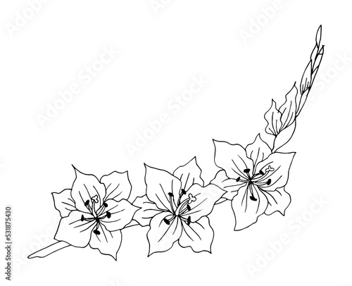 Set of hand drawn flower gladiolus and leaves. Isolated vector. Black outline plant on white background.