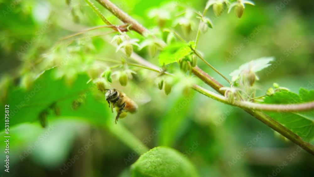 Slow motion Close up honey bee collecting pollen on flower outdoor Slow motion Close up honey bee collecting pollen on flower outdoor