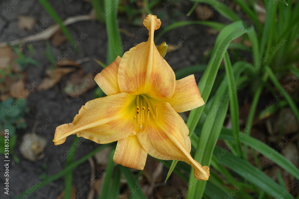 Closeup of light orange flower of Hemerocallis fulva in mid July Closeup of light orange flower of Hemerocallis fulva in mid July