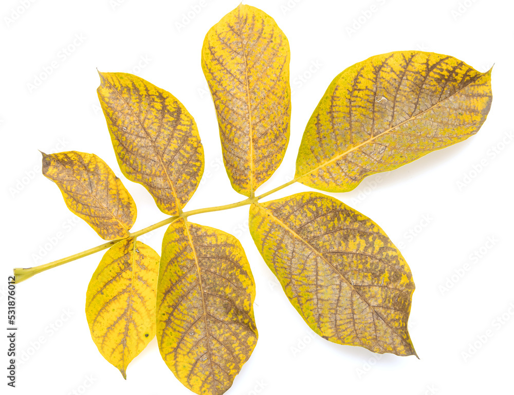 Obraz premium autumn walnut leaves on white background